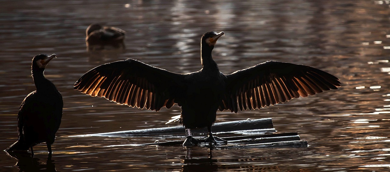 Using outdated software and drivers can lead to inefficient power