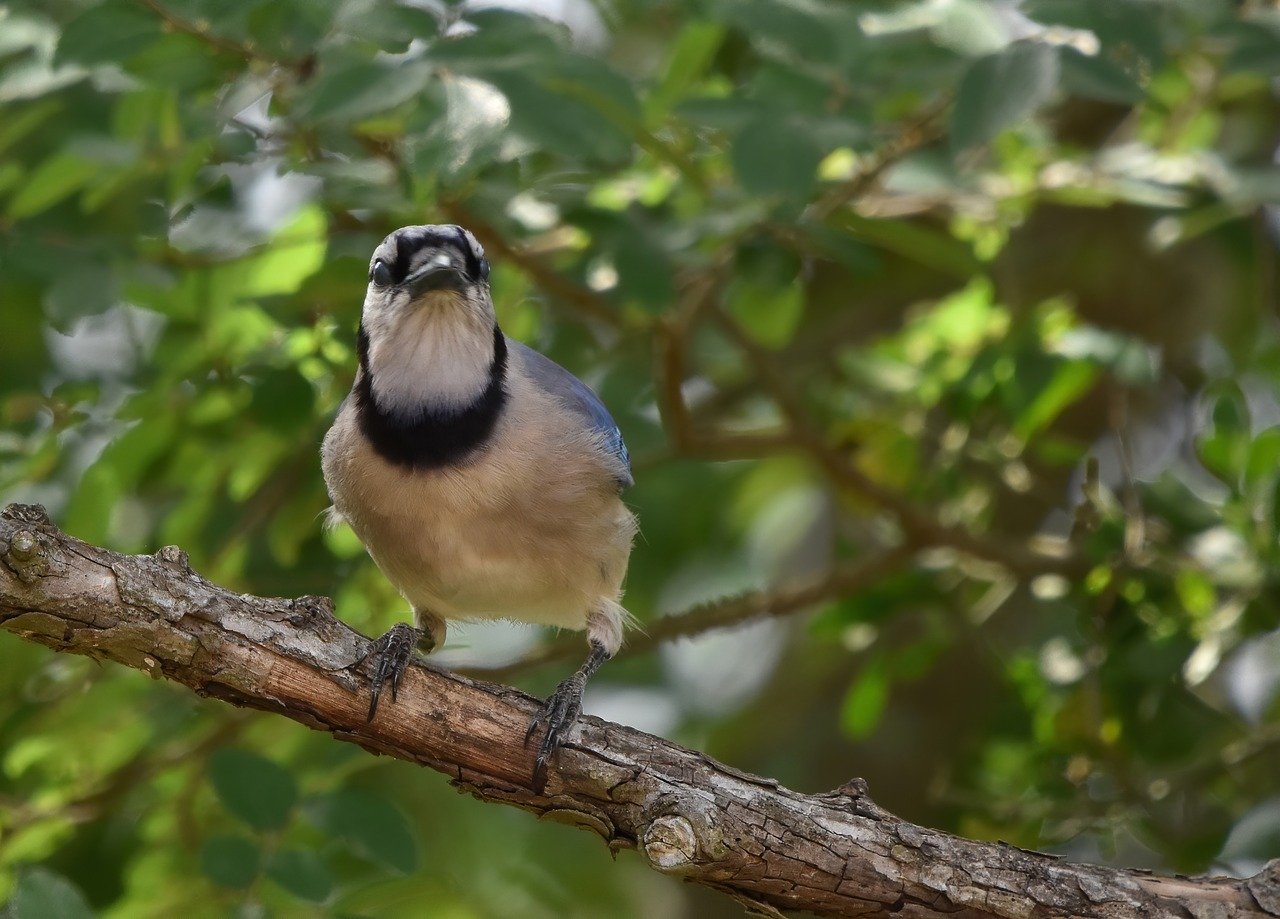 Before making a final decision, read reviews and watch video