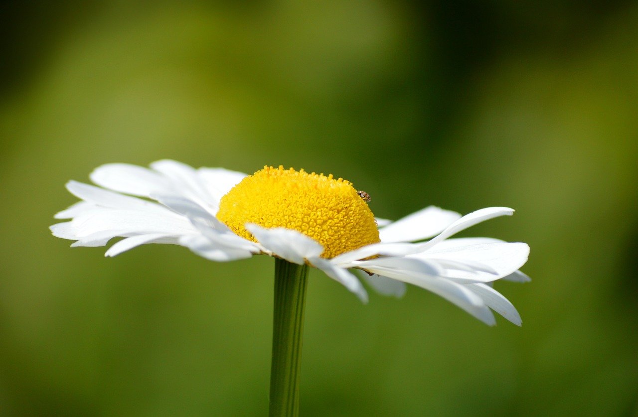 For developers who prefer a Linux-based system, the "CodeCraft Pro"