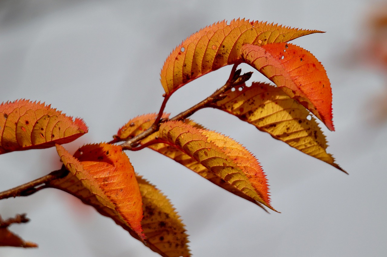 Leveraging Cloud Technology