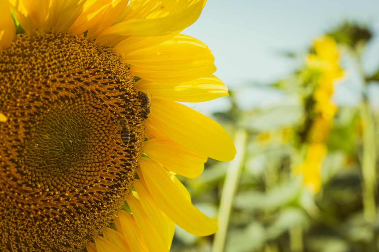 Several Kenyan schools have successfully integrated laptops into their curriculum,