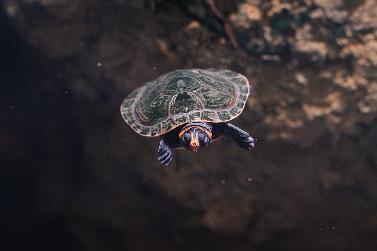 Looking ahead, advancements in technology will further enhance the refurbishment