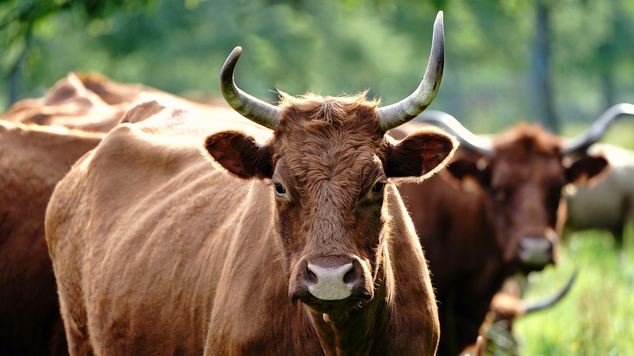 High-end laptops from Joo Computers Ltd offer a blend of