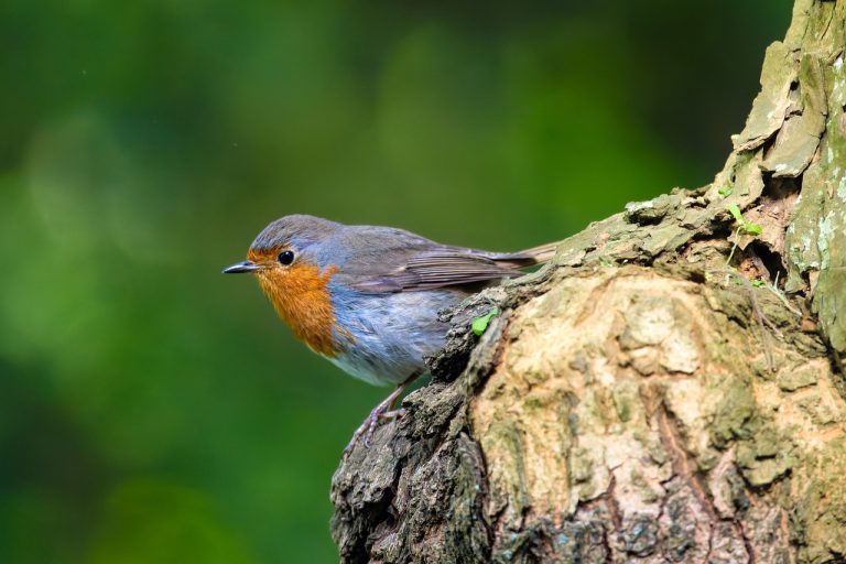 Understanding Laptop Lifecycles When To Upgrade And When To Repair