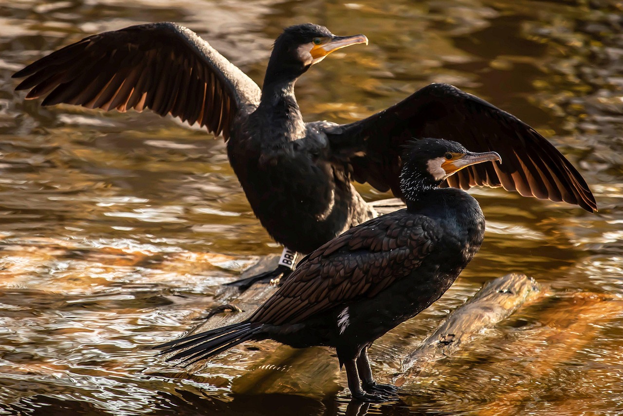 Investing in an ex-UK laptop not only provides immediate financial